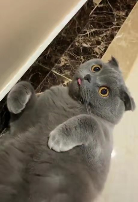 好了,以上就是本期所有内容,今天的话题是:大家喜欢英短蓝猫吗?