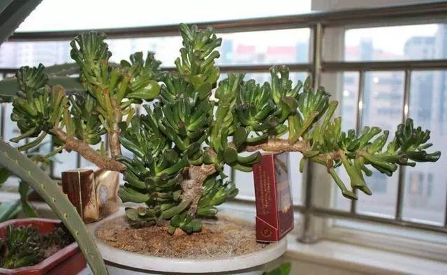 多肉界种的 发财树 寓意好又好养 家里养一盆真不错