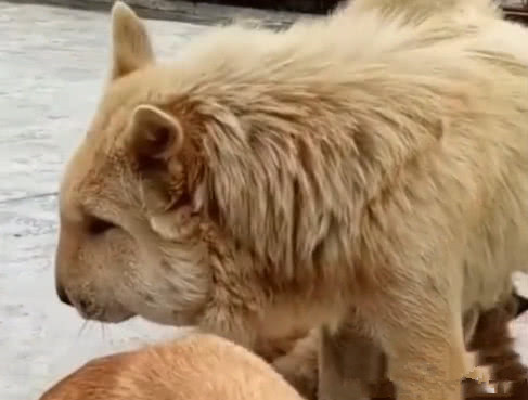 两只狗狗捅马蜂窝 结果一个比一个惨 网友 难兄难弟