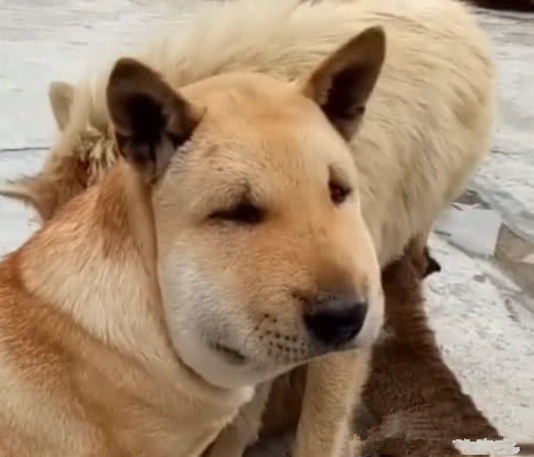 两只狗狗捅马蜂窝 结果一个比一个惨 网友 难兄难弟