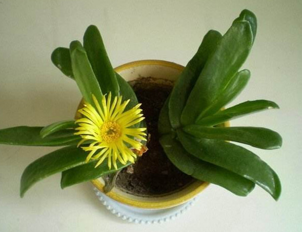 多年生常绿多肉植物.