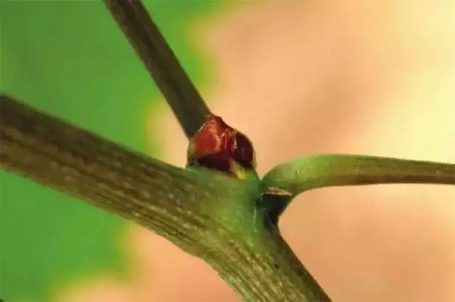 葡萄花芽分化的奥秘 果农看懂轻松告别花少 花弱 花不来现象