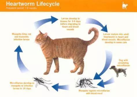 猫咪出现哪些症状 就要排查寄生虫了