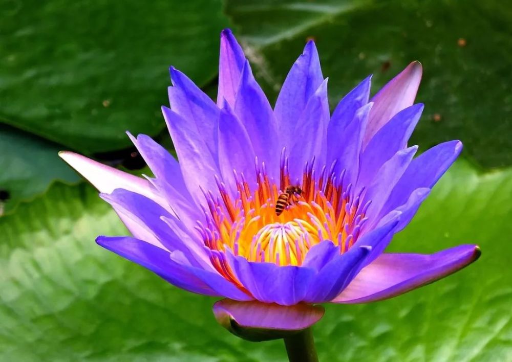 1,十大最贵的玫瑰花品种2  玫瑰花八大品种 1红玫瑰 红玫瑰象征爱情和