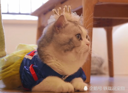 当猫咪穿上女装后女仆装公主装不算啥最后一个谁受得了