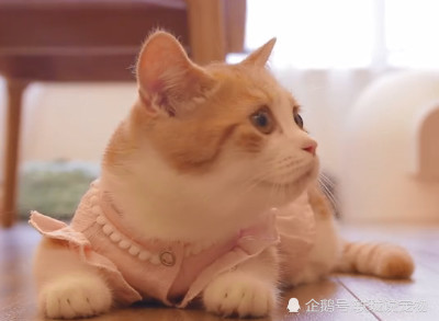 当猫咪穿上女装后女仆装公主装不算啥最后一个谁受得了