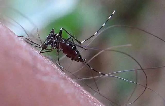 蚊虫研究的人来说,为了获得更多的实验素材,"养蚊子"这项工作必须做好