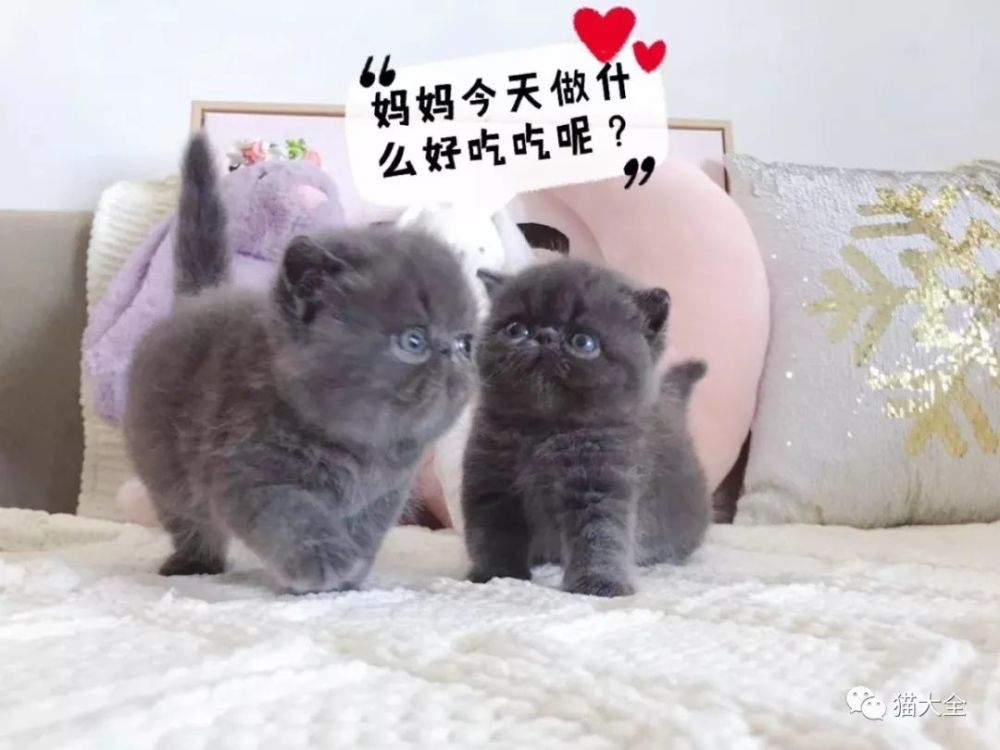 深扒猫舍卖猫行业 一年利润3个亿 是暴利还是辛苦钱