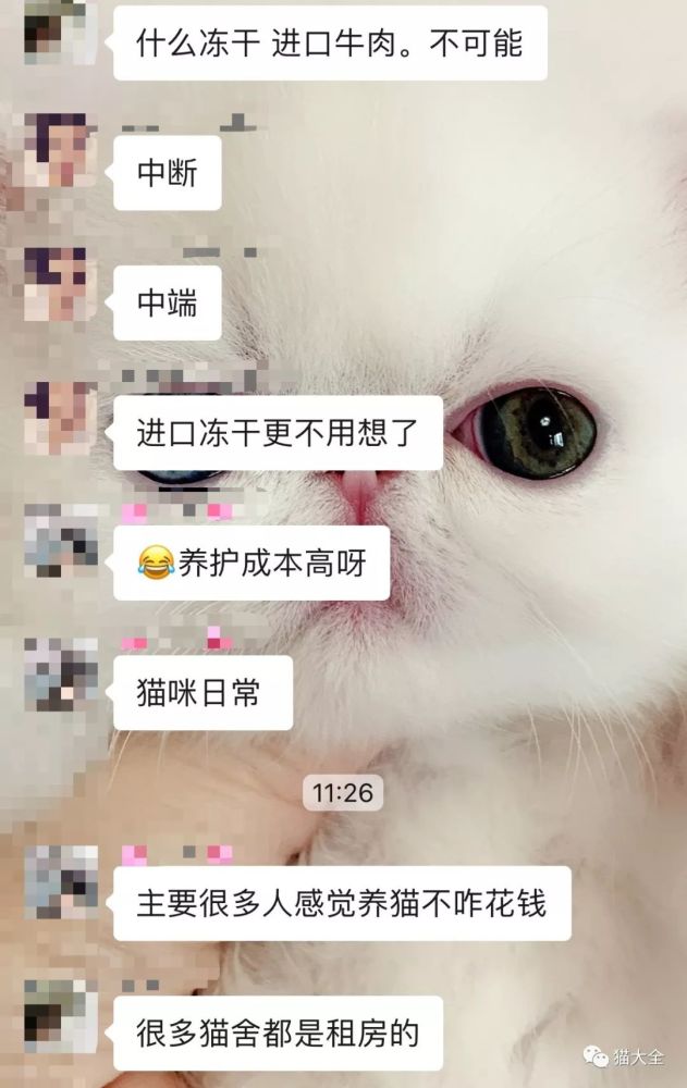 深扒猫舍卖猫行业 一年利润3个亿 是暴利还是辛苦钱