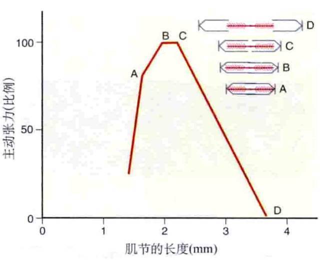 其实不是,肌力的大小跟肌肉收缩的初长度有关.