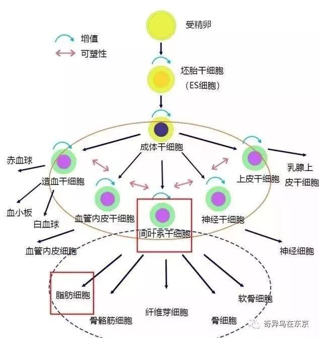 天啦噜 这个细胞能让你年轻十岁
