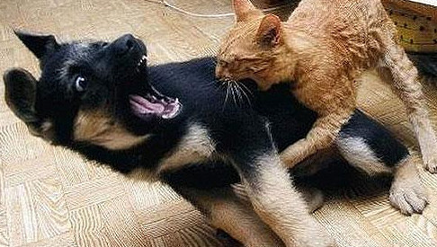 咬人的流浪猫不能养?如果你知道了这三点,就不难理解它们的苦衷