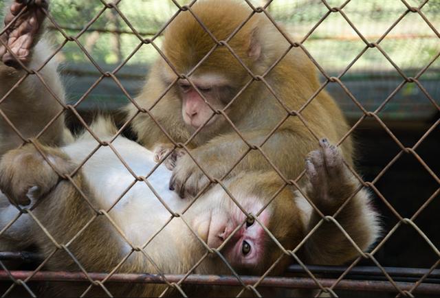 面积只有三百多亩的郑州市动物园,终于要搬到登封了