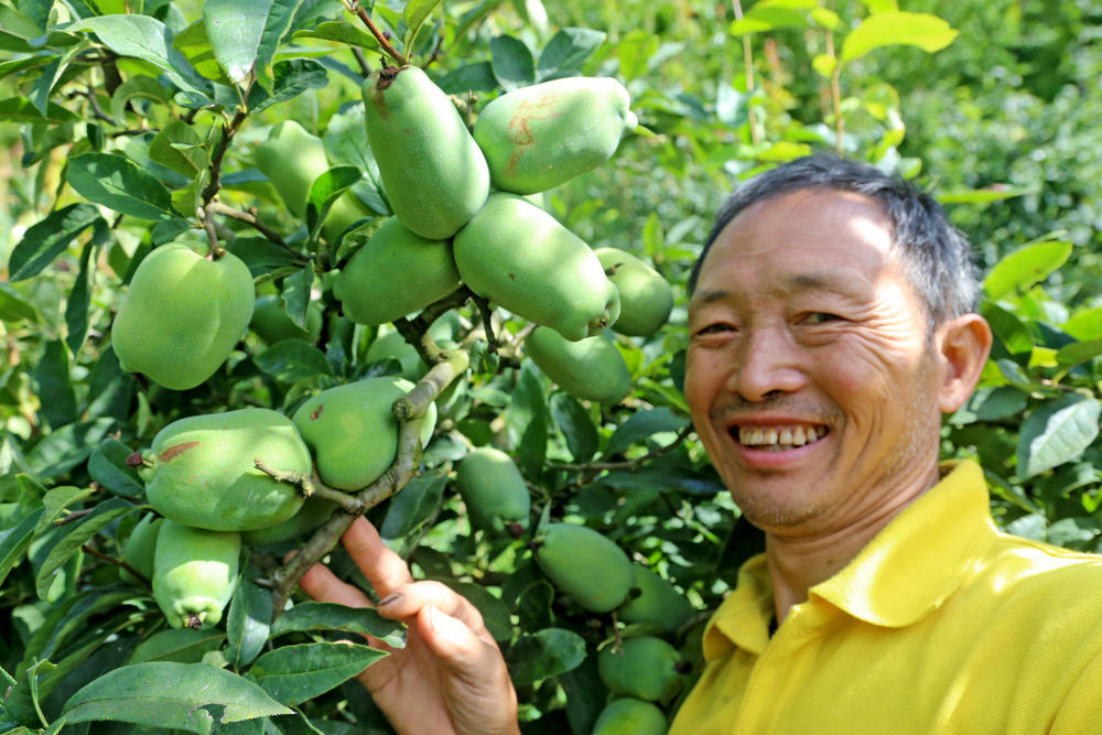 湖北長陽:農民種木瓜大豐收,笑談2條經驗,一是要傻,二是要蠢