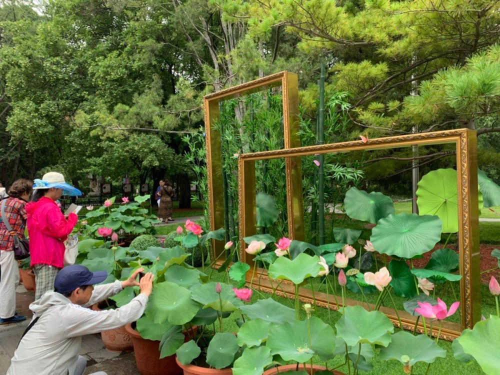 竹径通幽荷香满园紫竹院公园竹荷文化展开幕