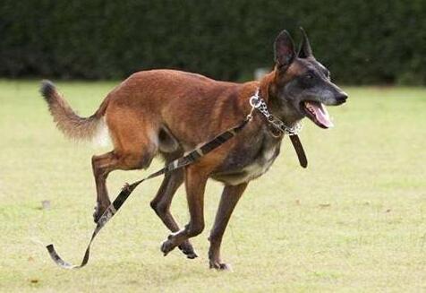 飼養馬犬需要注意牙齒的清潔.狗牙齒的不清潔會引起牙槽膿溢,牙齦炎.