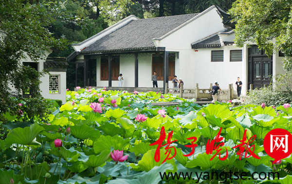 常州花情19号 龙城入伏赤日炎荷花紫薇陪度夏