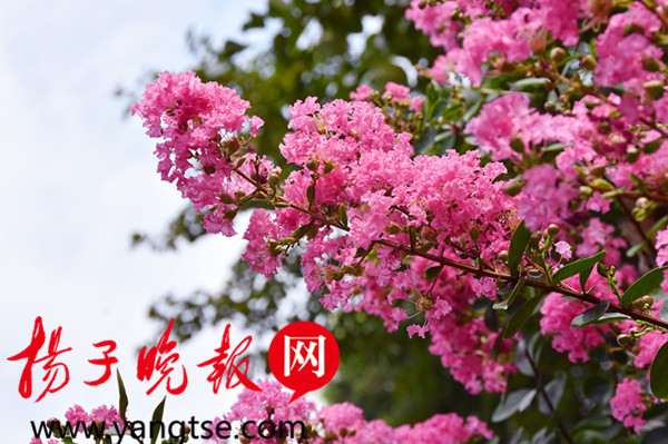 常州花情19号 龙城入伏赤日炎荷花紫薇陪度夏