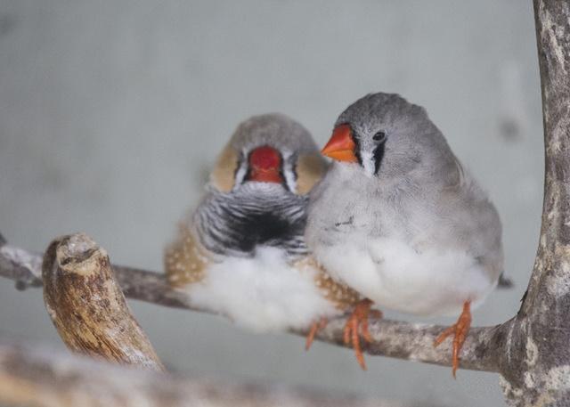素有小珍珠之称的珍珠鸟该如何饲养