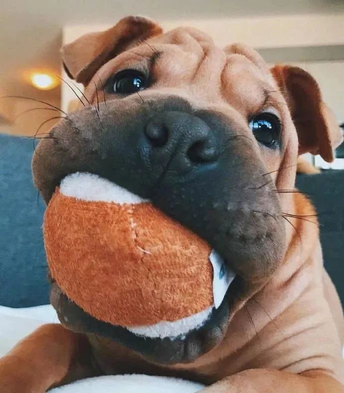 千万不要乱混血看到二哈和斗牛犬的混血后笑疯了