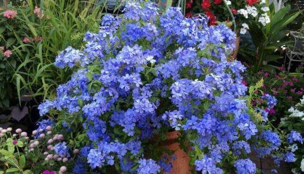 夏季养花挑 蓝色系 5种植物 天热开花旺 看着清爽 美一夏 腾讯网
