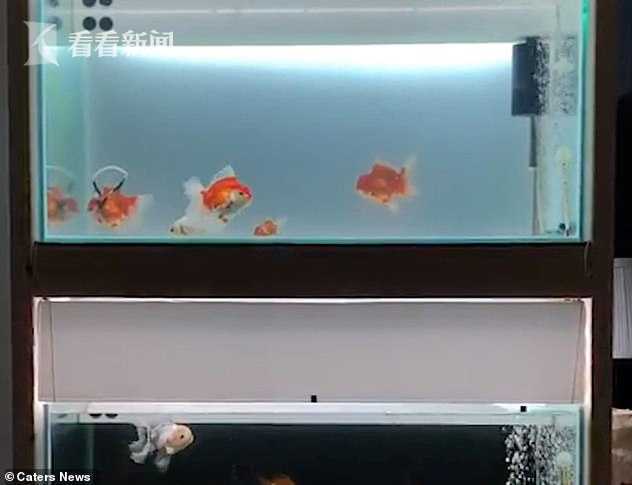 韩国时装设计师打造特殊 轮椅 让患病金鱼正常游动生命延长