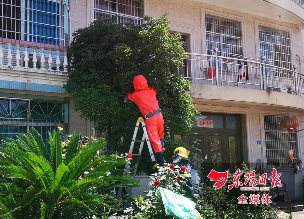 马蜂乱 搭窝 消防员一天摘5个 有一个有足球大小