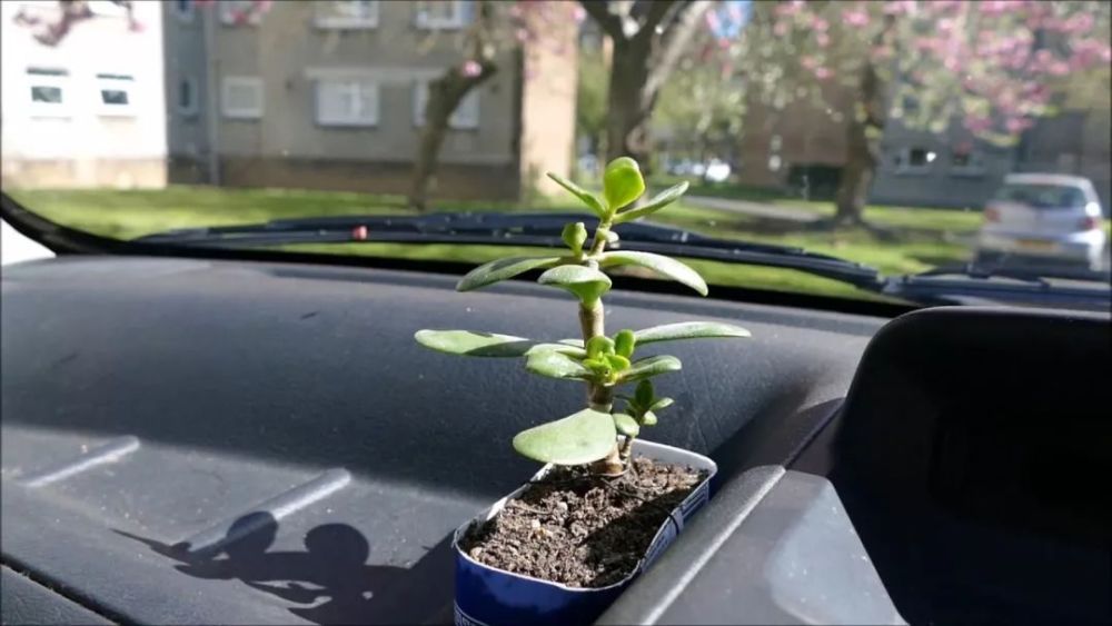 有朋友将植物种在汽车里 仙人球种副驾驶边 你觉得可行么 腾讯新闻