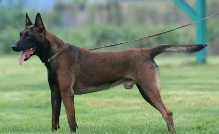 盘点世界最凶悍五种警犬 第一类最强 中国也有上榜