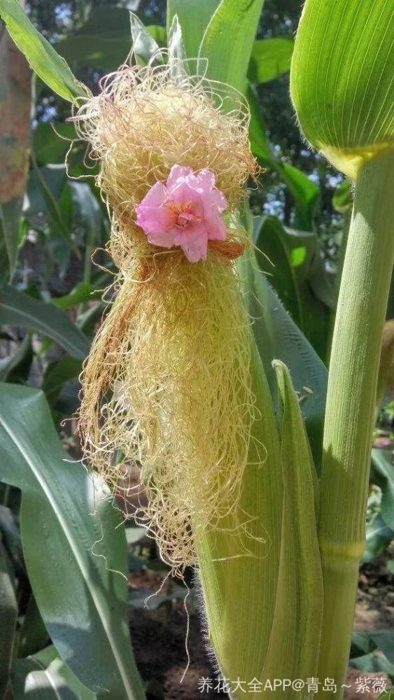 玉米棒子扔盆里,洒点水就发芽了,7天长一把绿苗