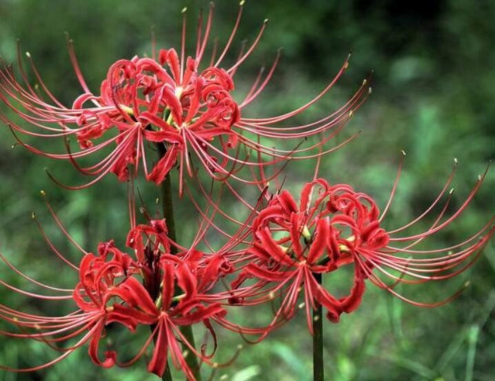 喜欢养菊花 不如养护一盆 彼岸花 花瓣反卷如龙爪 绚烂鲜红