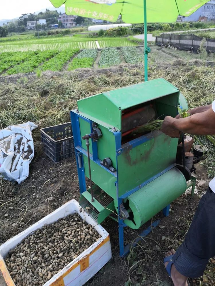 又是一年岩前花生丰收之时 你可知岩前石灰酥花生制作细节