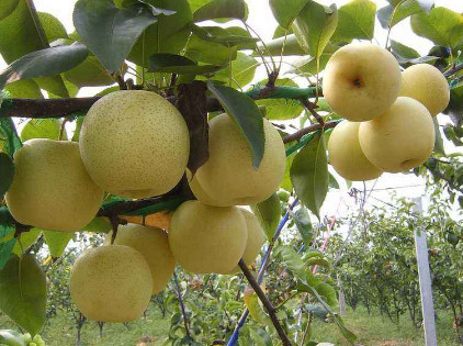 生活小妙招 梨还可以防晒 快来听小编一一道来