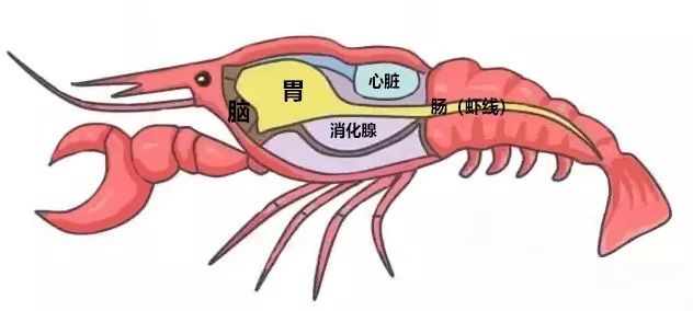 小龙虾的虾头里是"虾黄"还是"虾屎"?看完你就不会乱吃了!