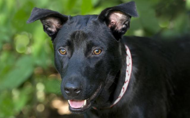 可是近日,一只叫黑狐的狗狗给笔者上了一课,因为它用自己的生命,诠释