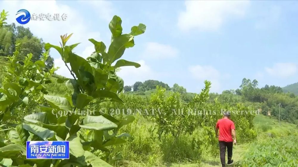 向阳乡的佛手 香炉瓜成熟了 好看又好吃等你来