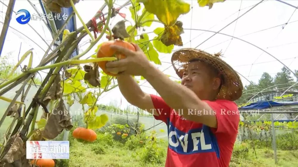 向阳乡的佛手 香炉瓜成熟了 好看又好吃等你来