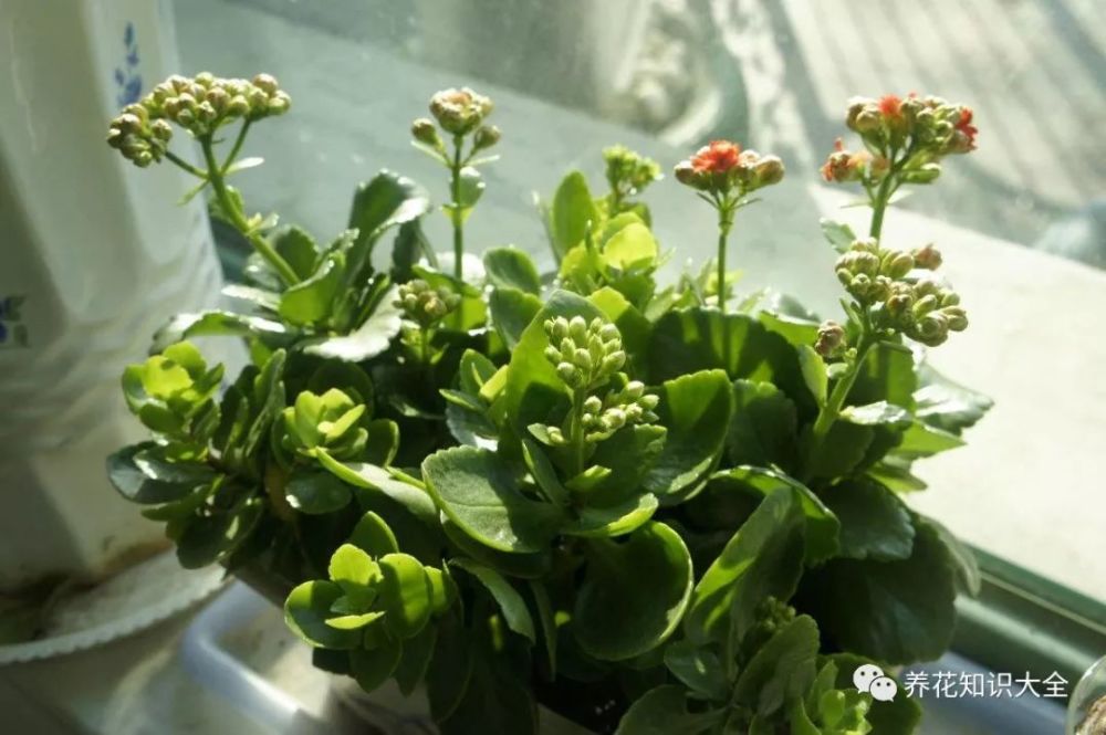 十一月以后 这9种花要及时入室 不然冬季等着收空盆吧 腾讯新闻