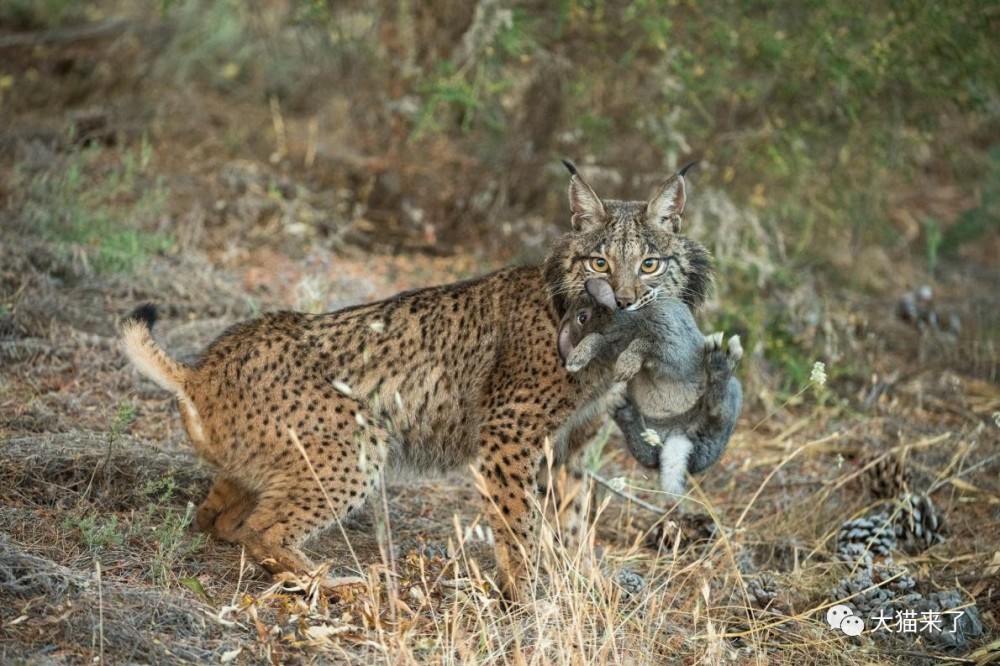 哪种猞猁应该被引入英国?在物种引入上,无国界