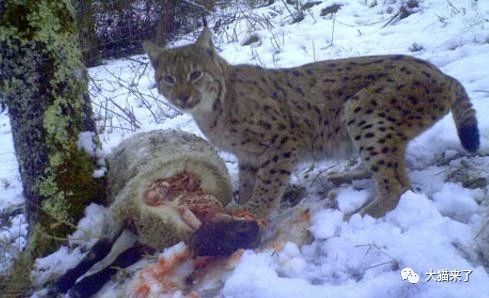 哪种猞猁应该被引入英国?在物种引入上,无国界