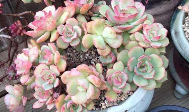 多肉是 萌宠 4种 夏季切不可 沾水 否则 黑腐 给你看