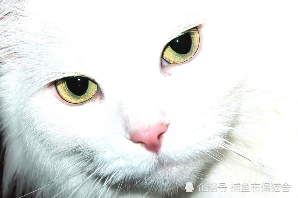 猫的眼睛隐藏很多秘密,你了解多少?