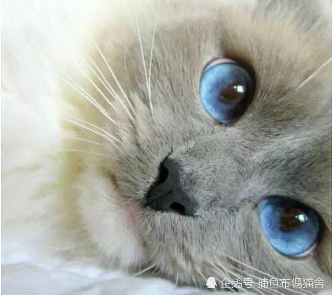 猫的眼睛隐藏很多秘密,你了解多少?