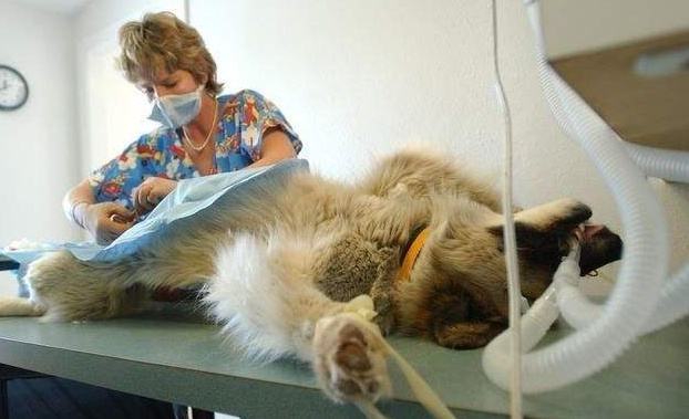 得了髋关节发育不良症,不要慌,这么做可以让狗狗可以恢复健康