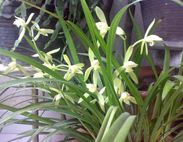 养兰花的 黄金植料 在这儿 学会 自给自足 不再花钱买