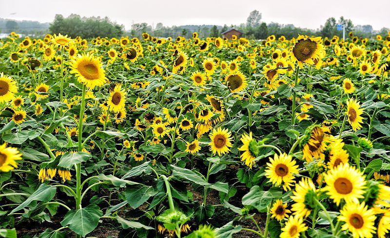 向日葵产量低 按这5点来做 向日葵结得籽吃不完