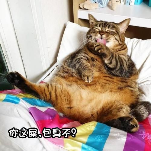 猫如此爱干净，为何拉屎辣么臭？