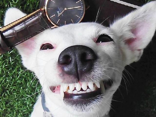 狗狗日常掉牙不可小视 面对五类情况 主人应及时保养爱犬牙齿