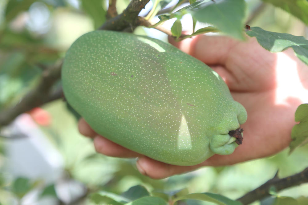 农民用懒办法管出丰产药木瓜,少用3道药,多收千斤瓜,你知道吗