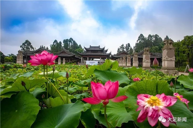 正当此时节,荷香满棠城!大足第九届荷花旅游文化节今日盛大启幕